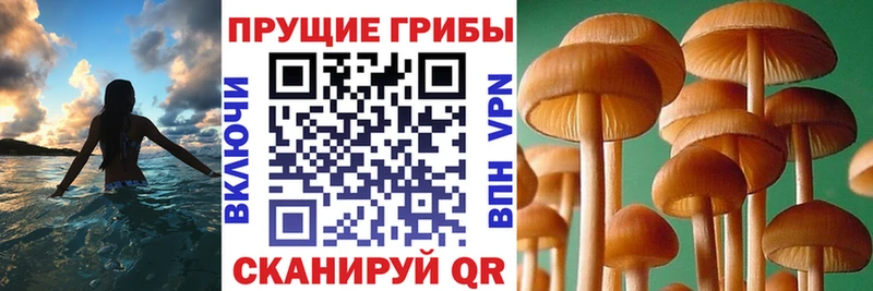 Галлюциногенные грибы MAGIC MUSHROOMS  продажа наркотиков  Хотьково 